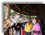 Giraffe Feeding Centre